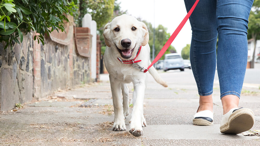 Lead and shop collar dog walking